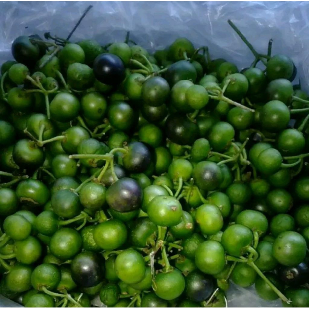 

Sayuran buah leunca di petik saat ada orderan 250g