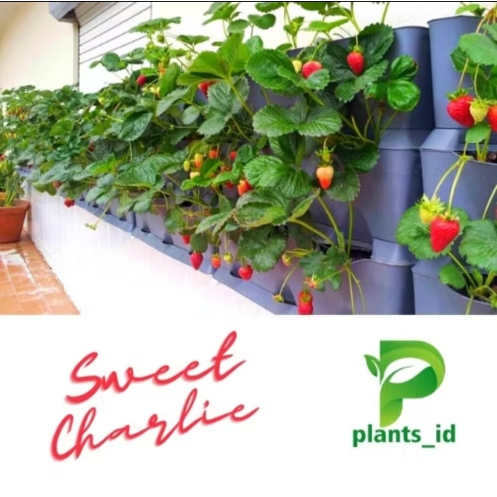 BIBIT STRAWBERRY MANIS