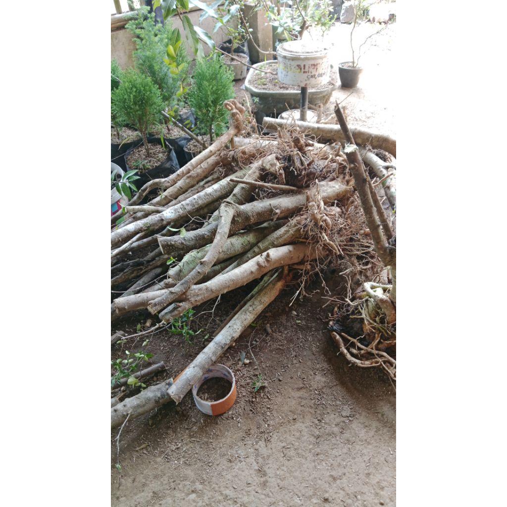 bahn bonsai anput bonggol besar lb 20cm up