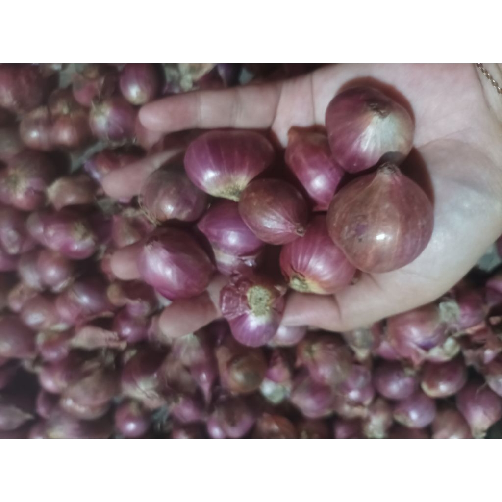 

Brambang Brebes 250gram