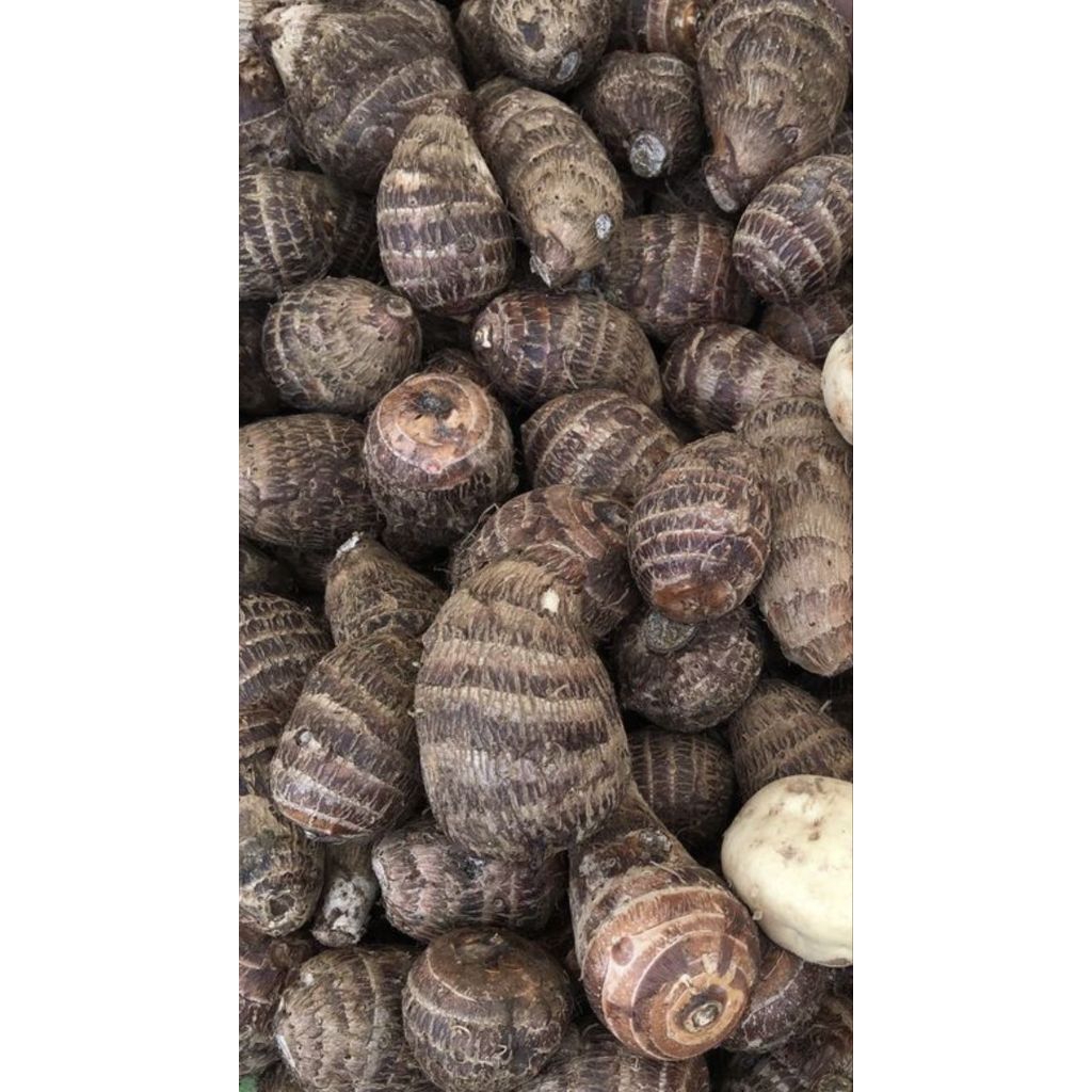 

Ubi Talas segar dan pulenn kwalitas bagus Varian 1kg