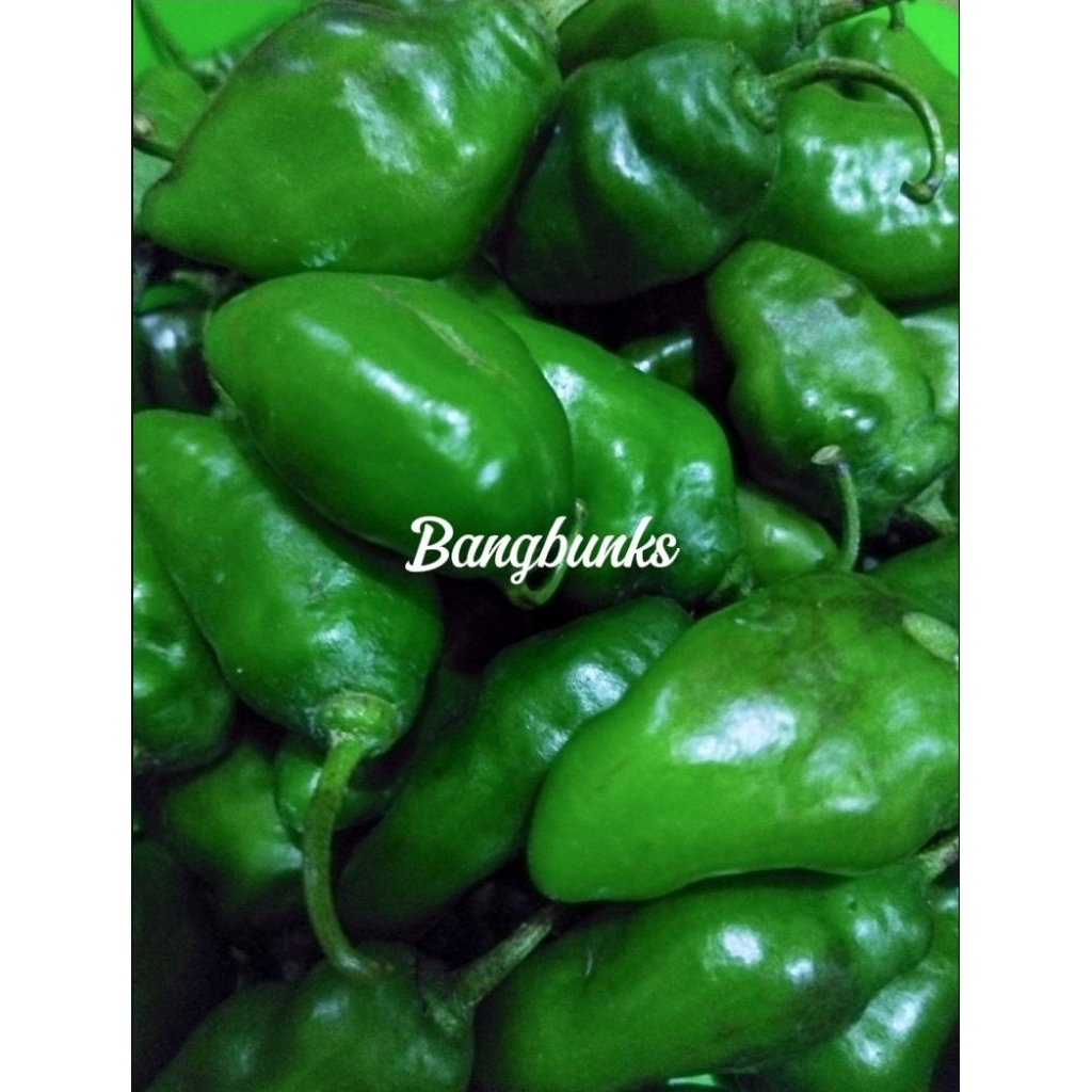 

Cabe gendot Fress segar 1000 gr