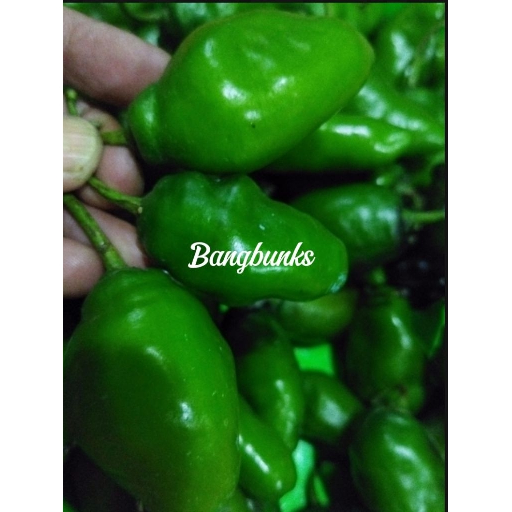 

Cabe gendot Fress segar 100 gt