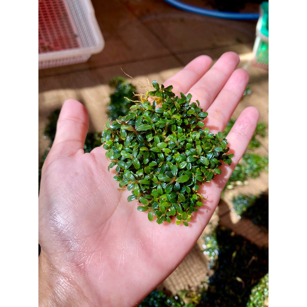 Buce micro Daun Bonsai Aquascape