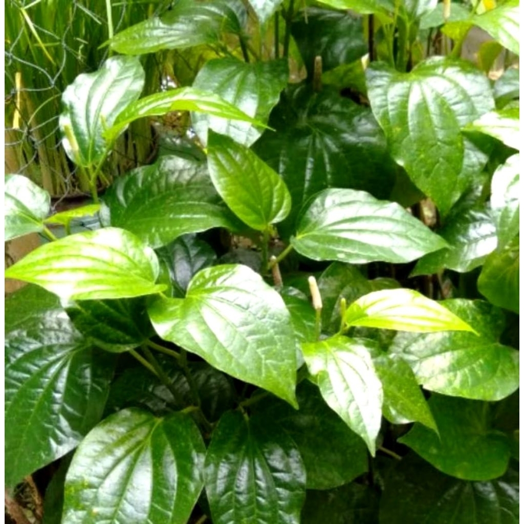 

Daun karuk kaduk sirih tanah obat batuk asma/100 lembar