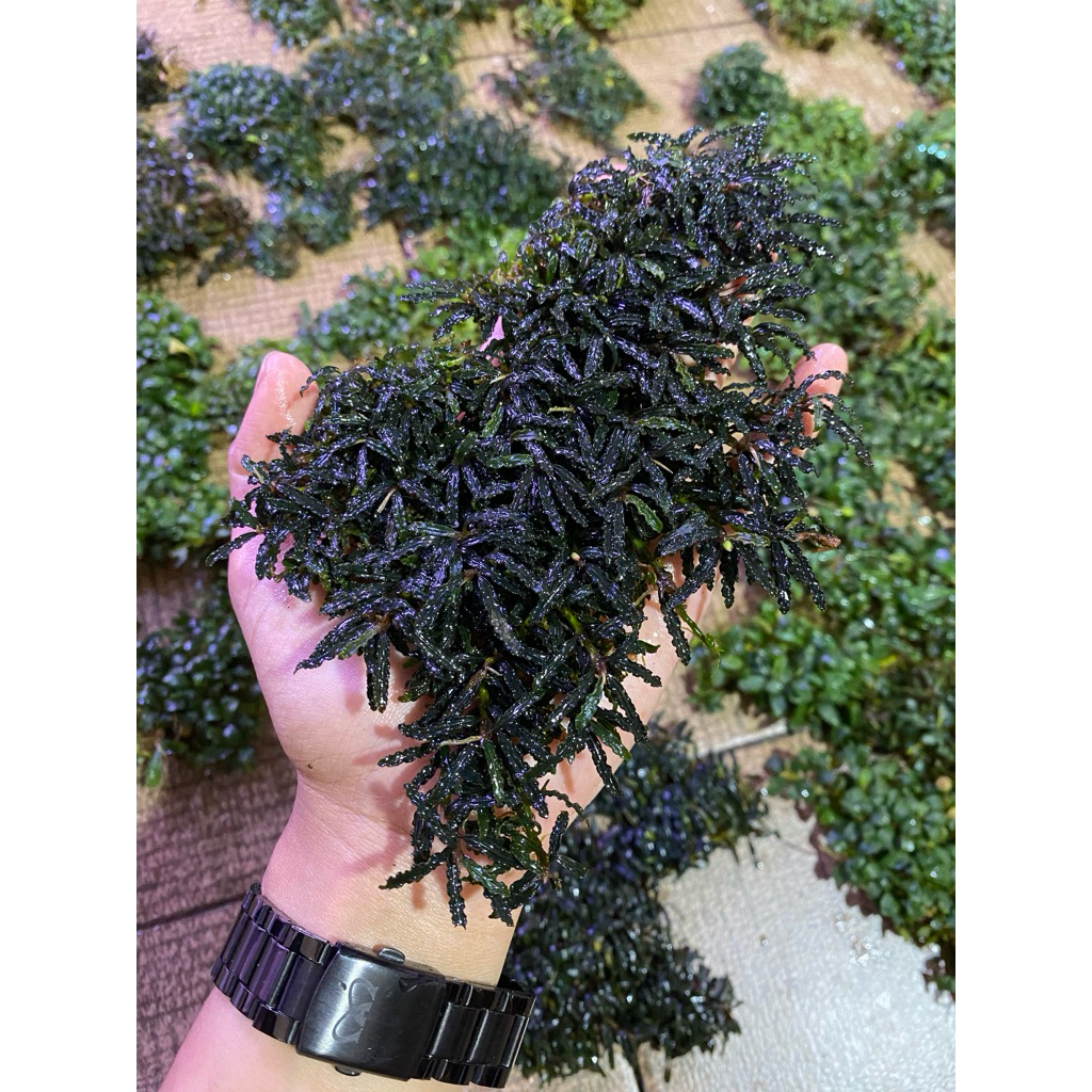 Buce sp mini Black Velvet