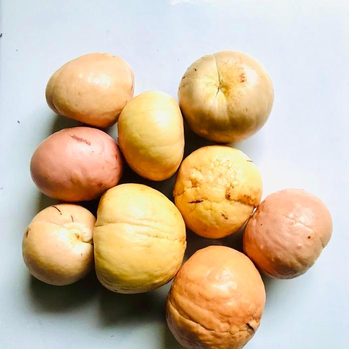 Biji Alpukat,Biji Alpukat Siap Semai 1 BIJI;