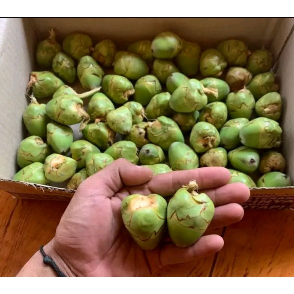 

BLULUK KELAPA MUDA SEGAR BAHAN JAMU HERBAL PER 20BIJI