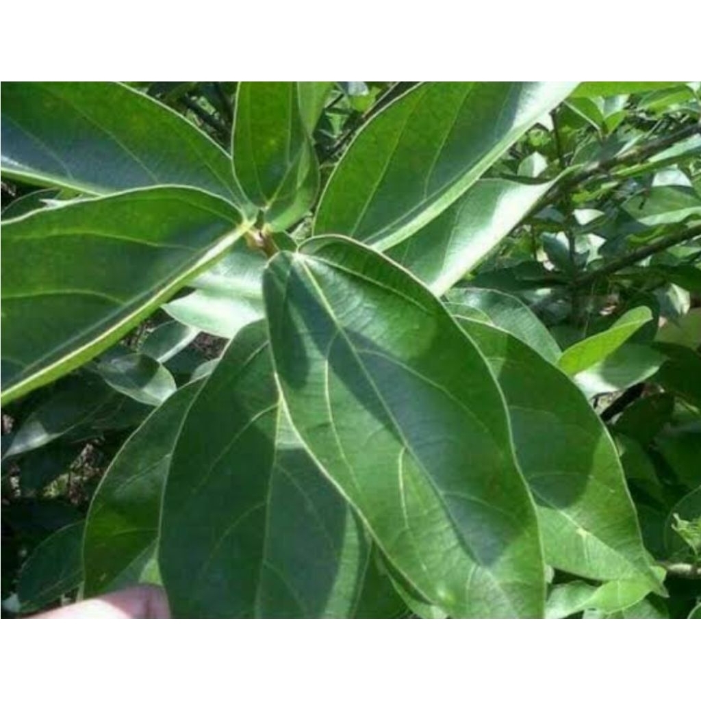 

Daun cincau hijau ataun daun camcauh segar petik langsung 100 lembar