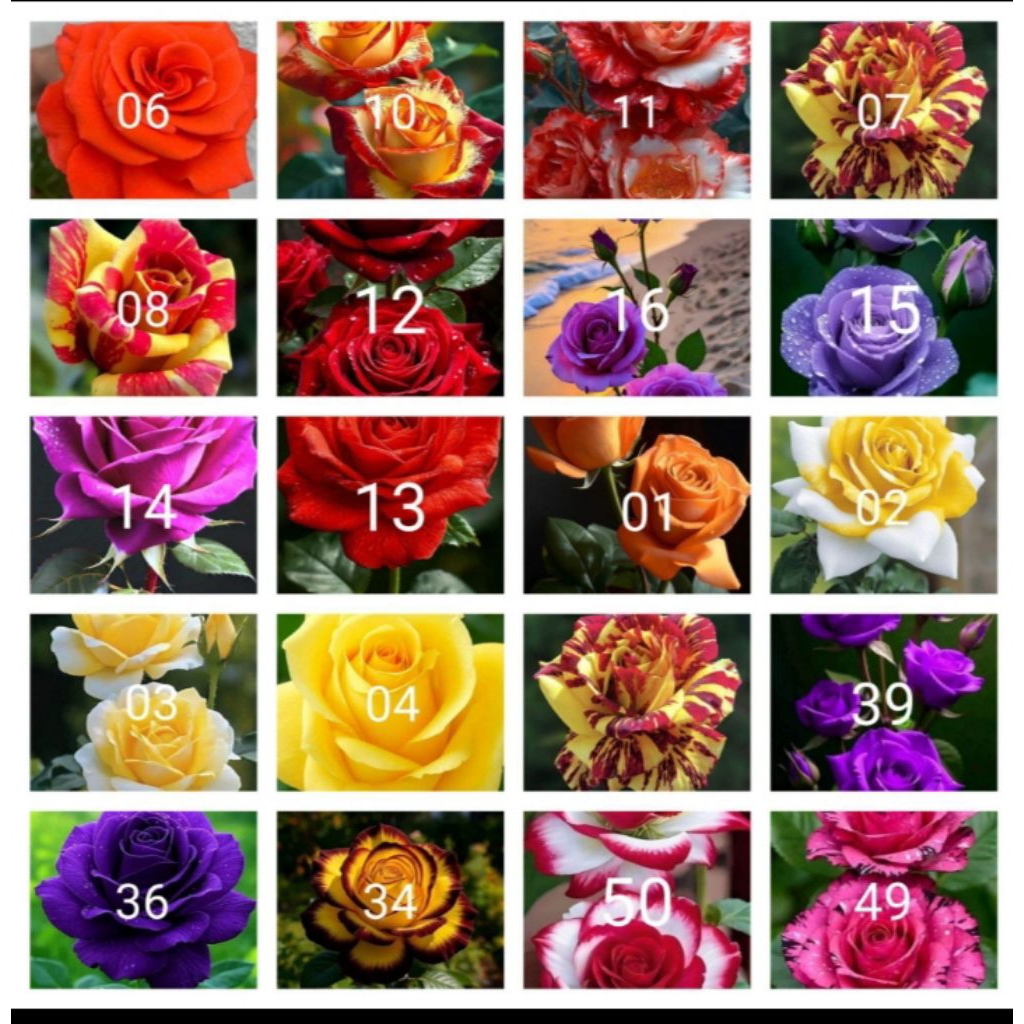 Tanaman hias bunga mawar paket 20 jenis2x Bunga