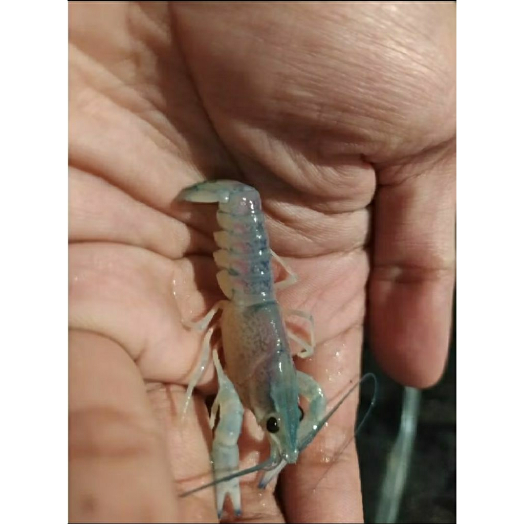 

paket bibit lobster air tawan -+ 1" inch 15pcs