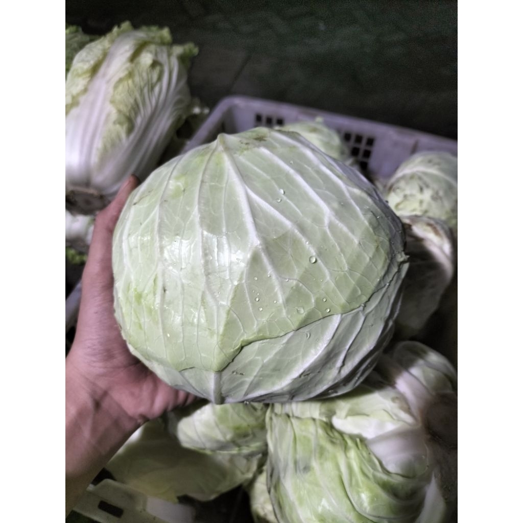 

KIRIM INSTAN I Kubis / Kol 1 Kg