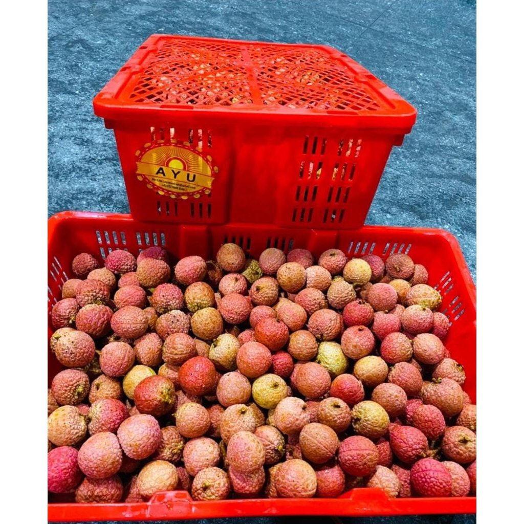 

Leci Madu Merah Premium