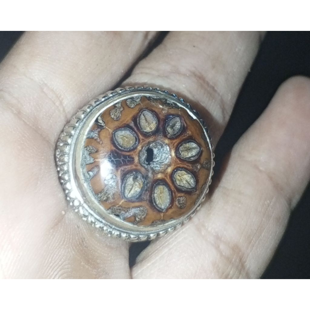 NATURAL FOSIL BIJI GENITRI