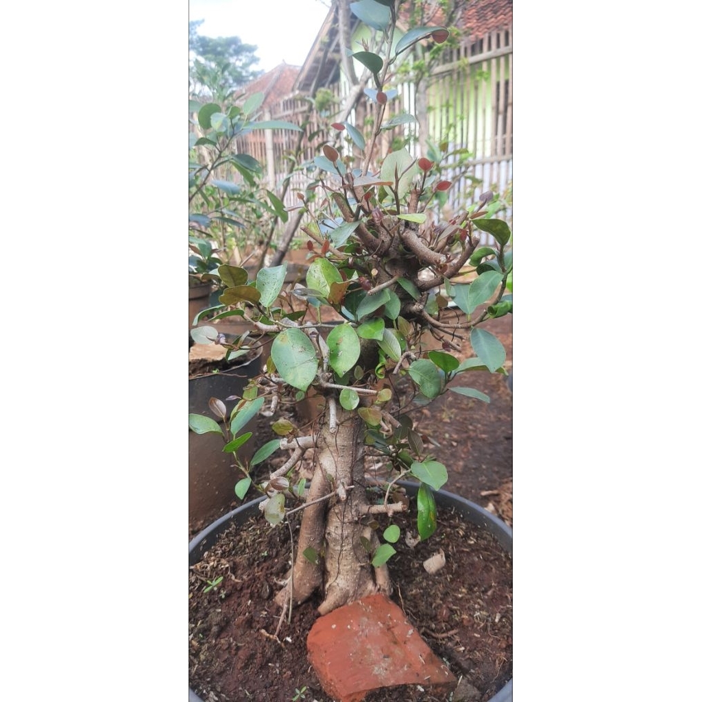 Bonsai iprik silver