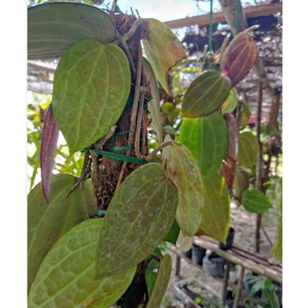 

Daun sirih raja alami segar berkualitas 250 gram