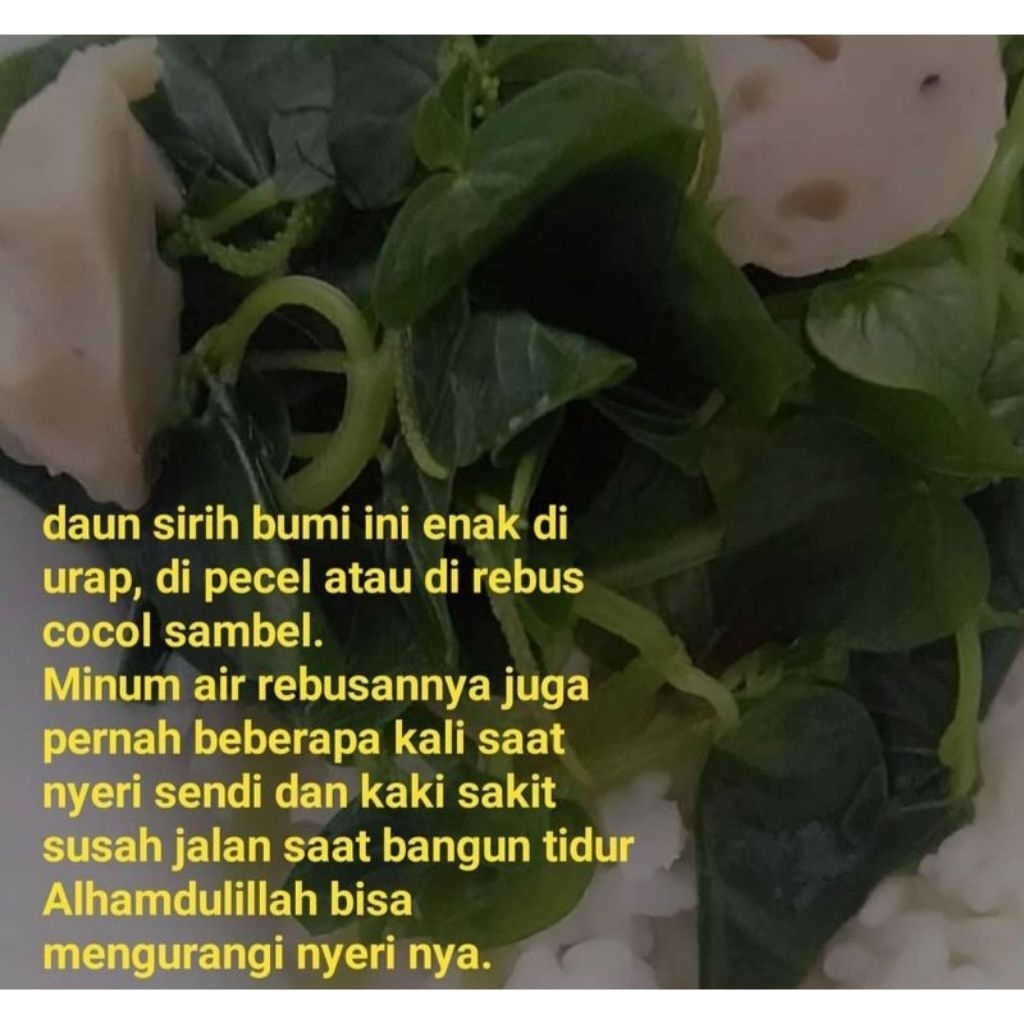 

Daun sirih cina segar untuk obat
