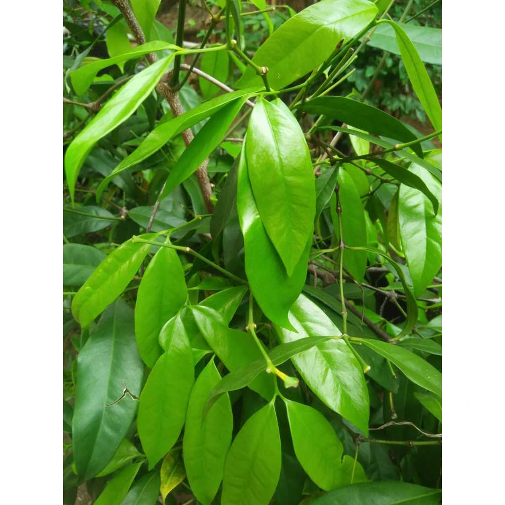 

Daun So Melinjo Segar Petik Kebun Langsung