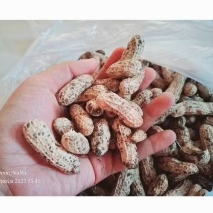 

KACANG TANAH freshhh panen sendiri