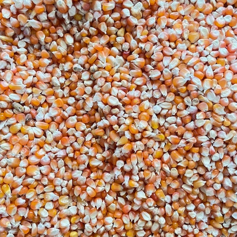 JAGUNG OREN 25KG - JAGUNG KRISTAL OREN KARUNG POLOS KEMASAN 25KG