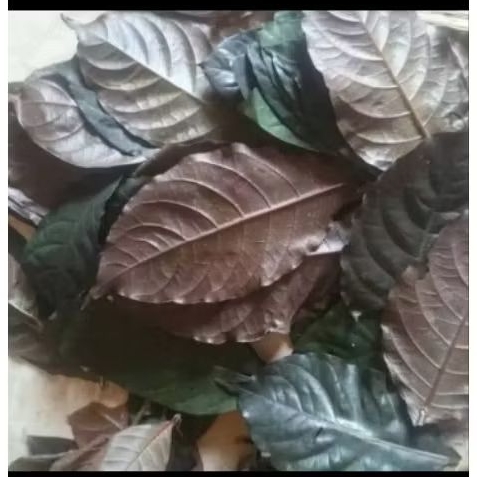 

15 LEMBAR DAUN UNGU/HANDEULEUM HERBAL