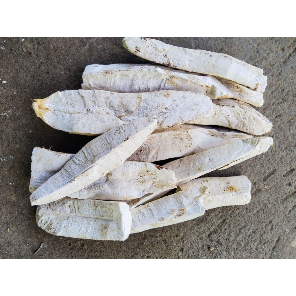 

GAPLEK SINGKONG/KETELA KERING KAS BLITAR KUALITAS SUPER