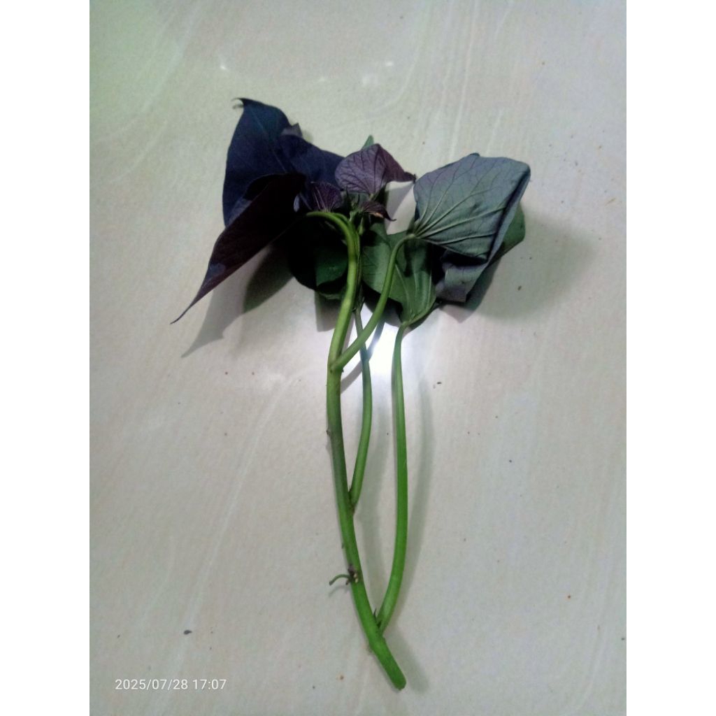 

JUAL BIBIT UBI UNGU 1 PCS