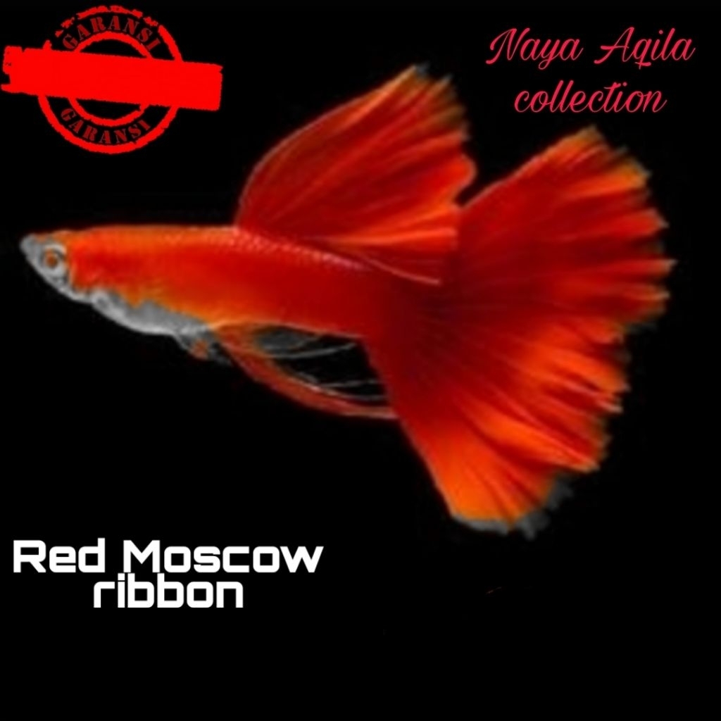 

Packing Styrofoam-red Moscow rib0n