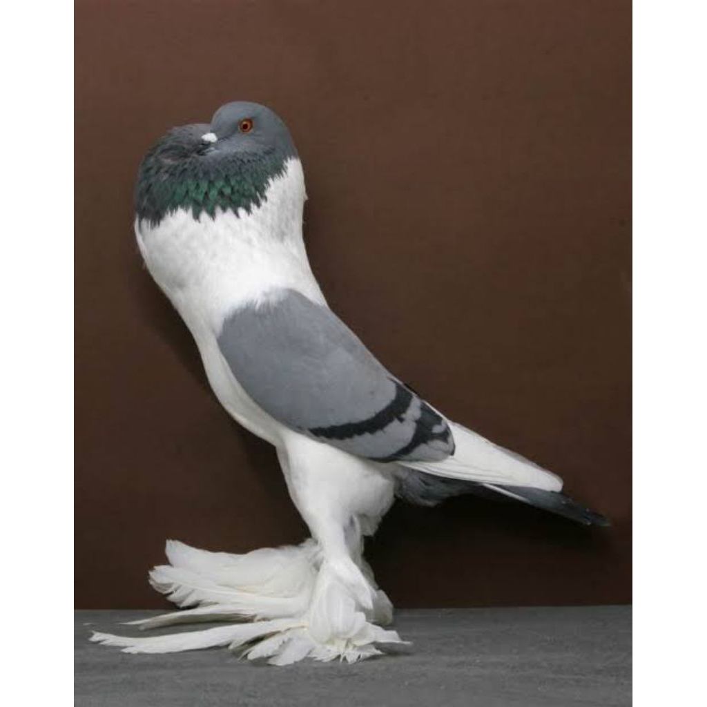 

Telur burung merpati hias untuk ditetaskan