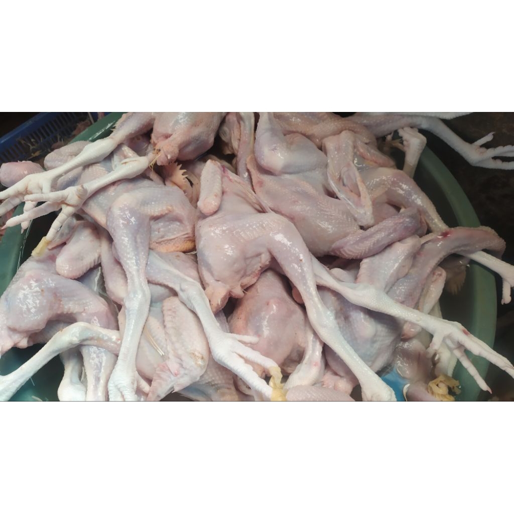 

Ayam Mentah Fresh segar halal perekor Ayam Bumbu Ny.Sunarti