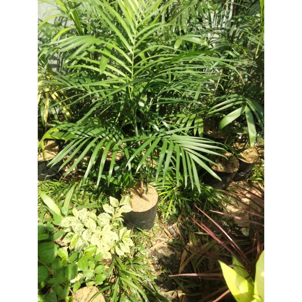 palm komodoria tinggi satu meter(khusus armada instan)