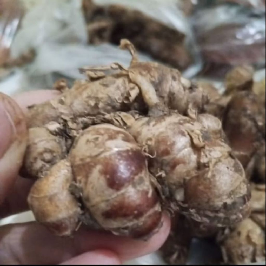 

Kencur bumbu khas masakan Indonesia | Membuat masakan segar