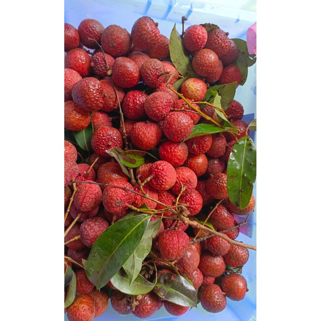 

Buah Leci /fresh/ manis