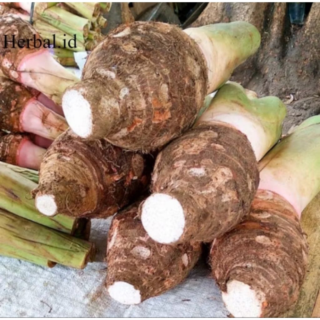 

Talas bogor per 1 bonggol besar