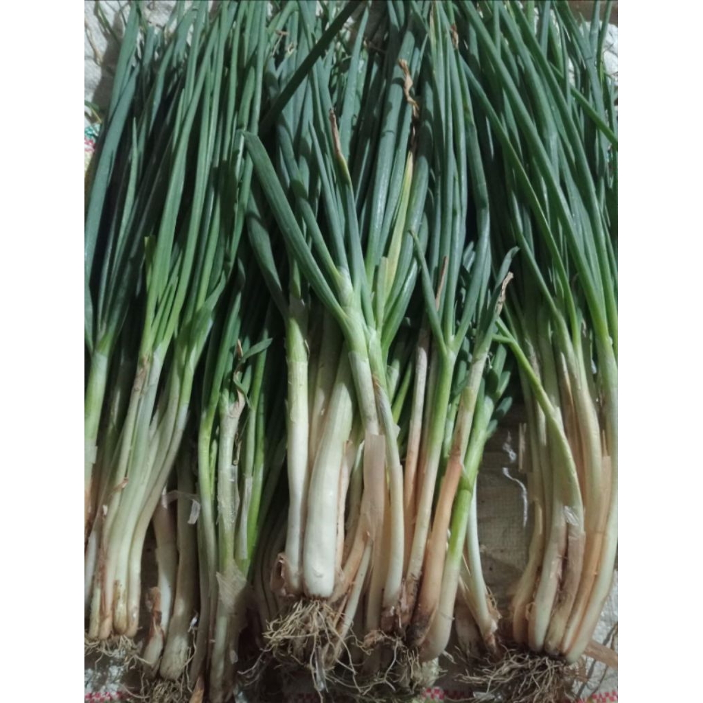 Daun Bawang / Bawang prei Fresh