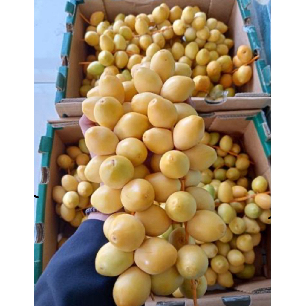 

KURMA MUDA SEGAR FRESH COCOK UNTUK PROMIL