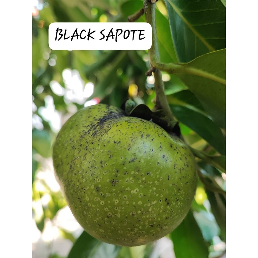 

BUAH BLACK SAPOTE 200 gram