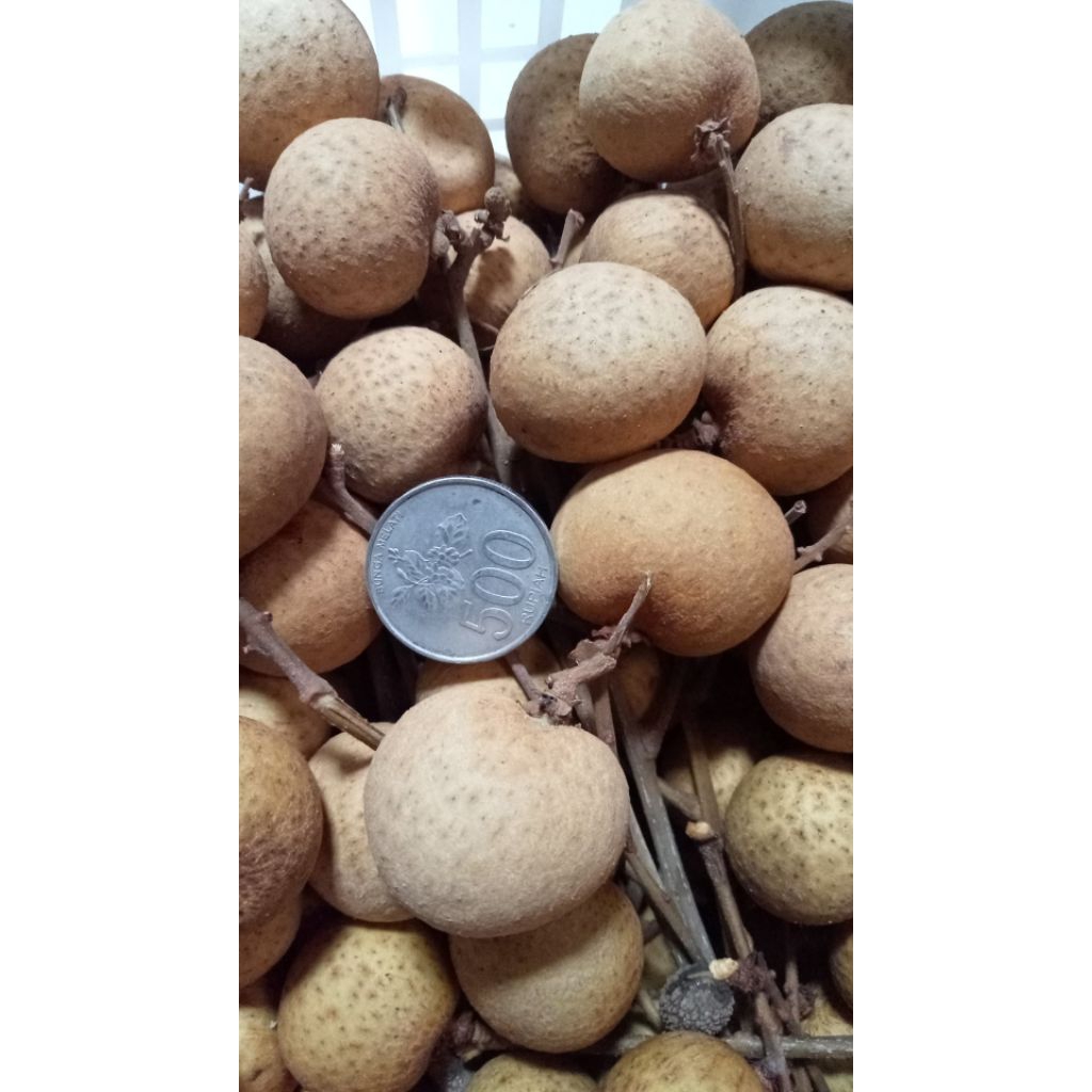 

klengkeng Bangkok jumbo