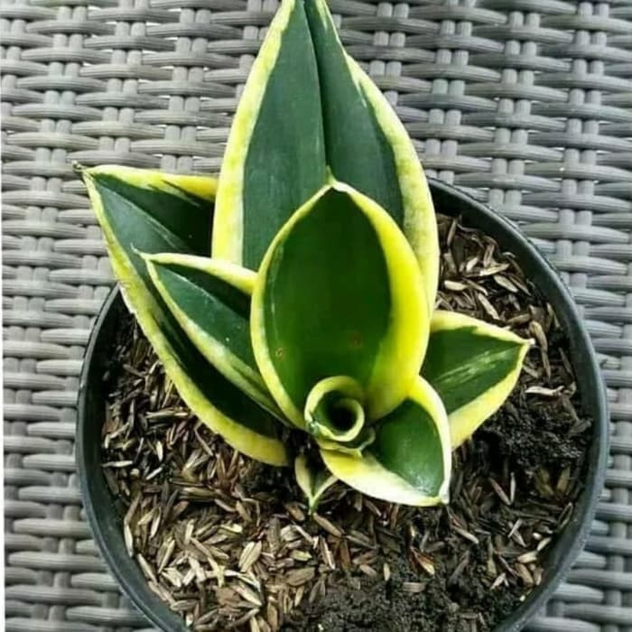 Tanaman Lidah Mertua Mini Kuning / Sansivera Mini