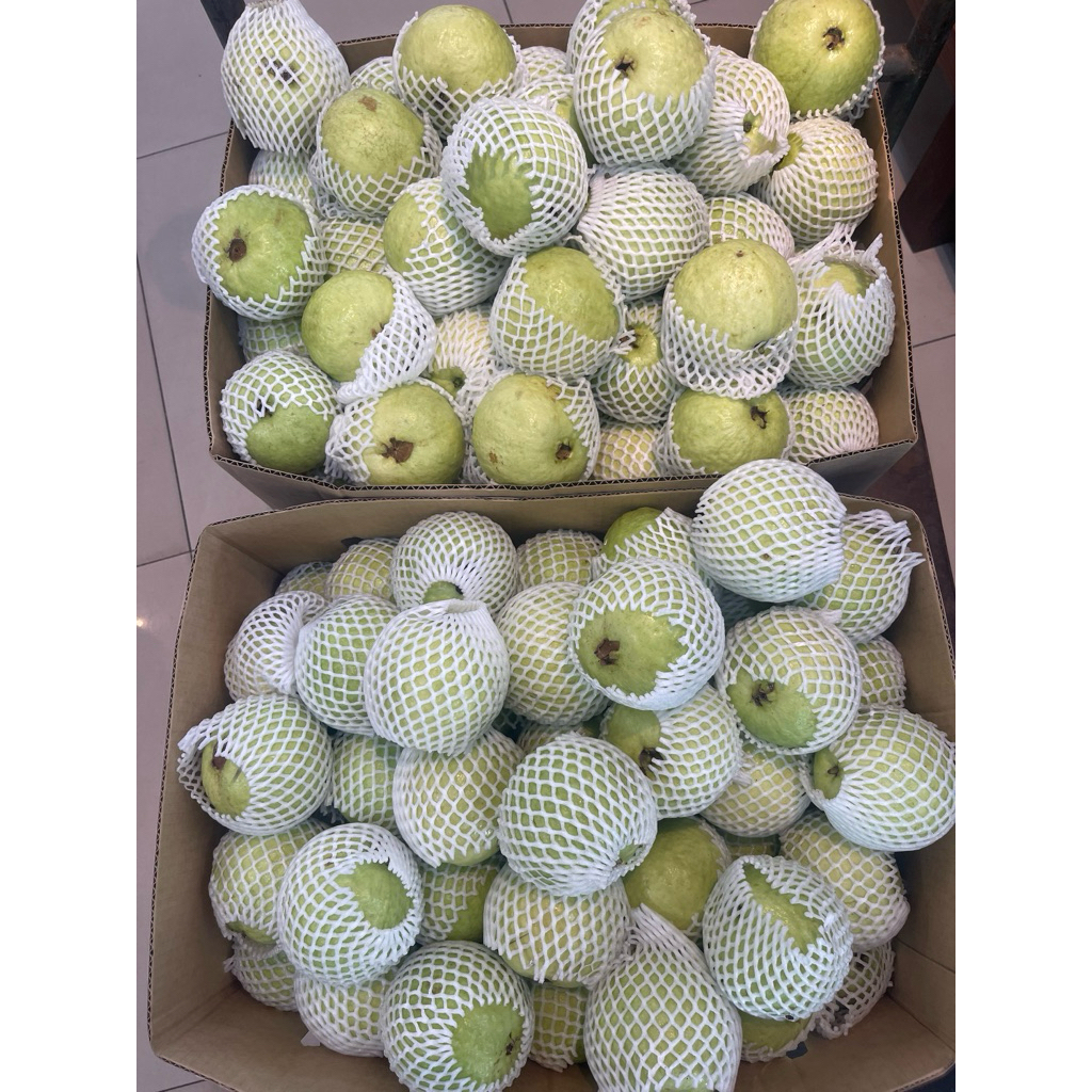 

Jambu Mutiara Taiwan Jumbo Fresh 1kg