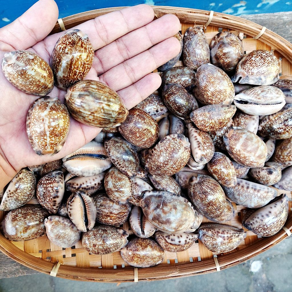

cangkang kerang hias - kerang kuwuk - cangkang kerang kuwuk hitam - 1 kg kerang kerajinan