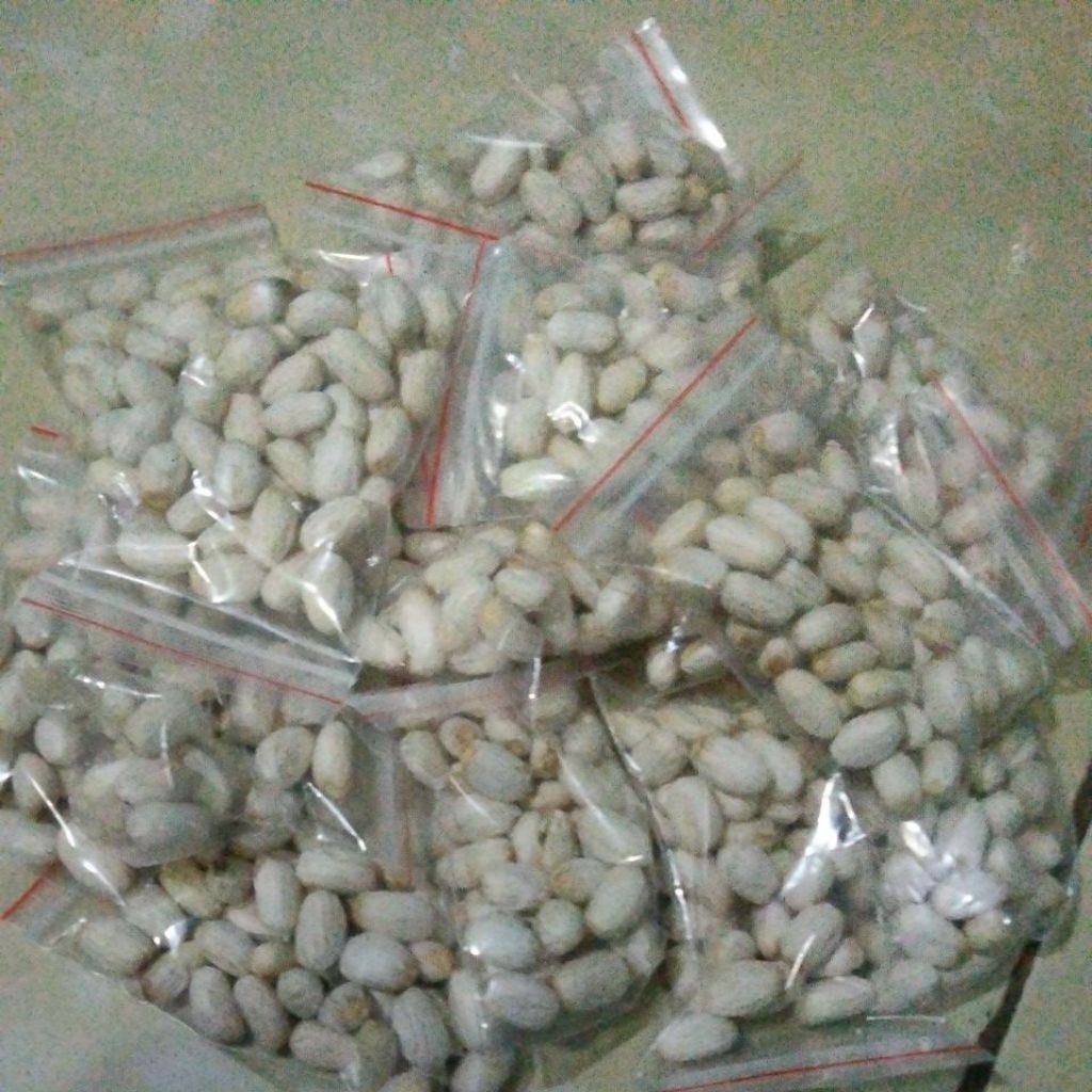 umpan jitu ikan bawal biji jarak isi 40 butir