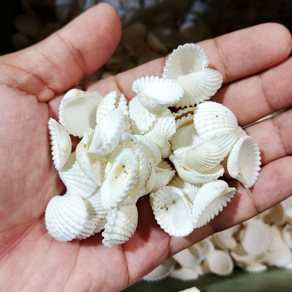 kerang dara - ecer cangkang kerang dara - kerang dara kecil - bahan kerajinan kerang - kerang kecil