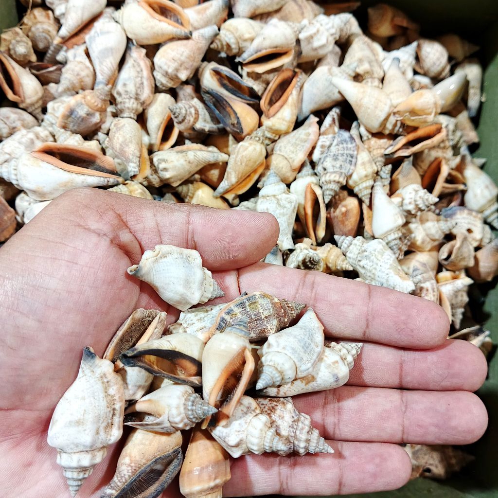 

cangkang kerang koleksi - kerang bibir - kerang lambe ecer - kerajinan kerang - kerang untuk dekorasi - kerang fotografi