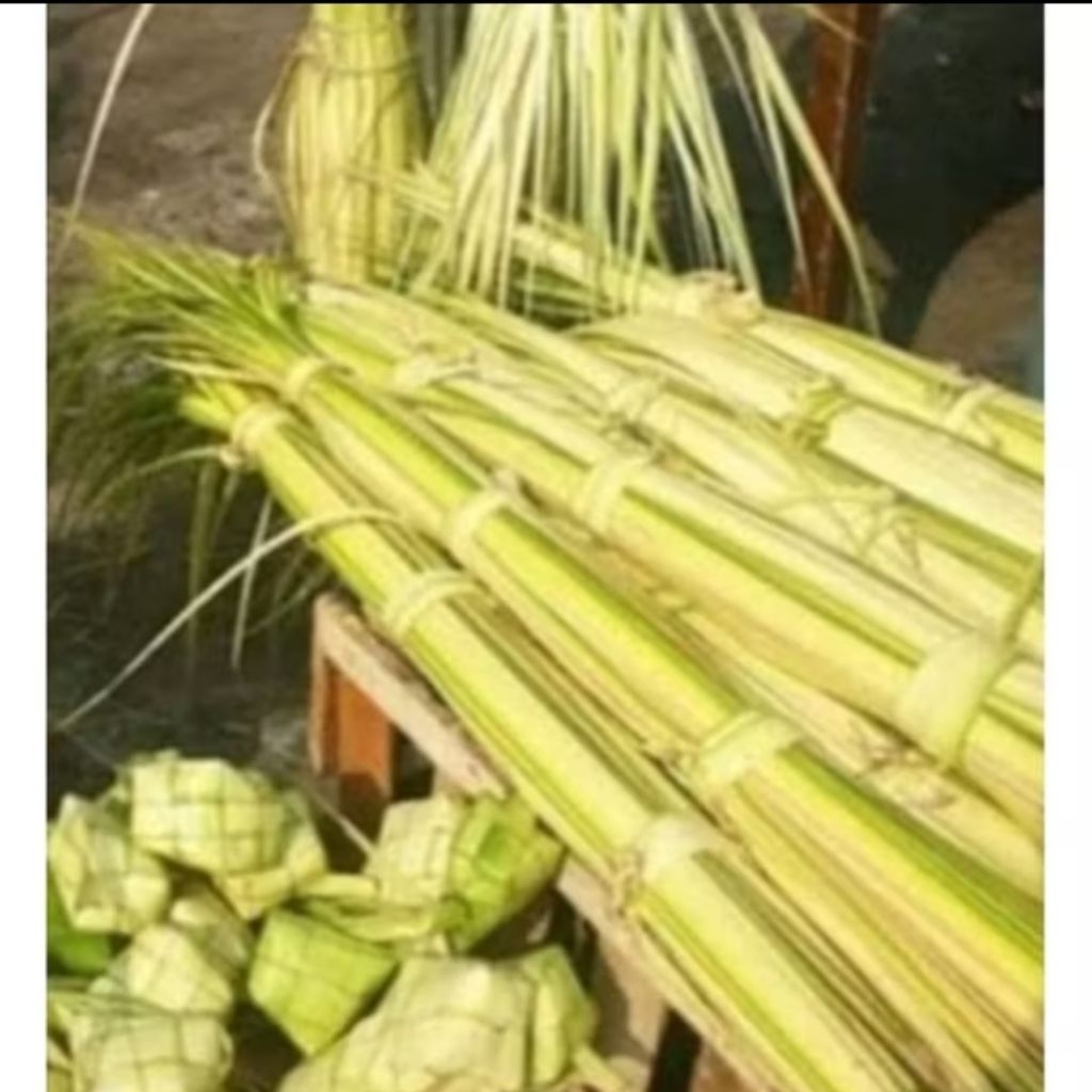 

janur kelapa kuning 50 pcs