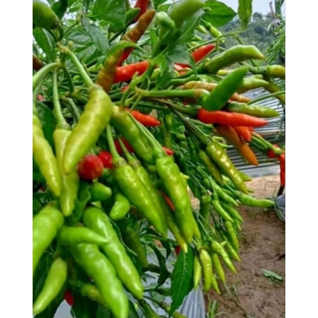 1.000 Benih Cabe Rawit Orion Hijau / Cabai Rawit Dompolon