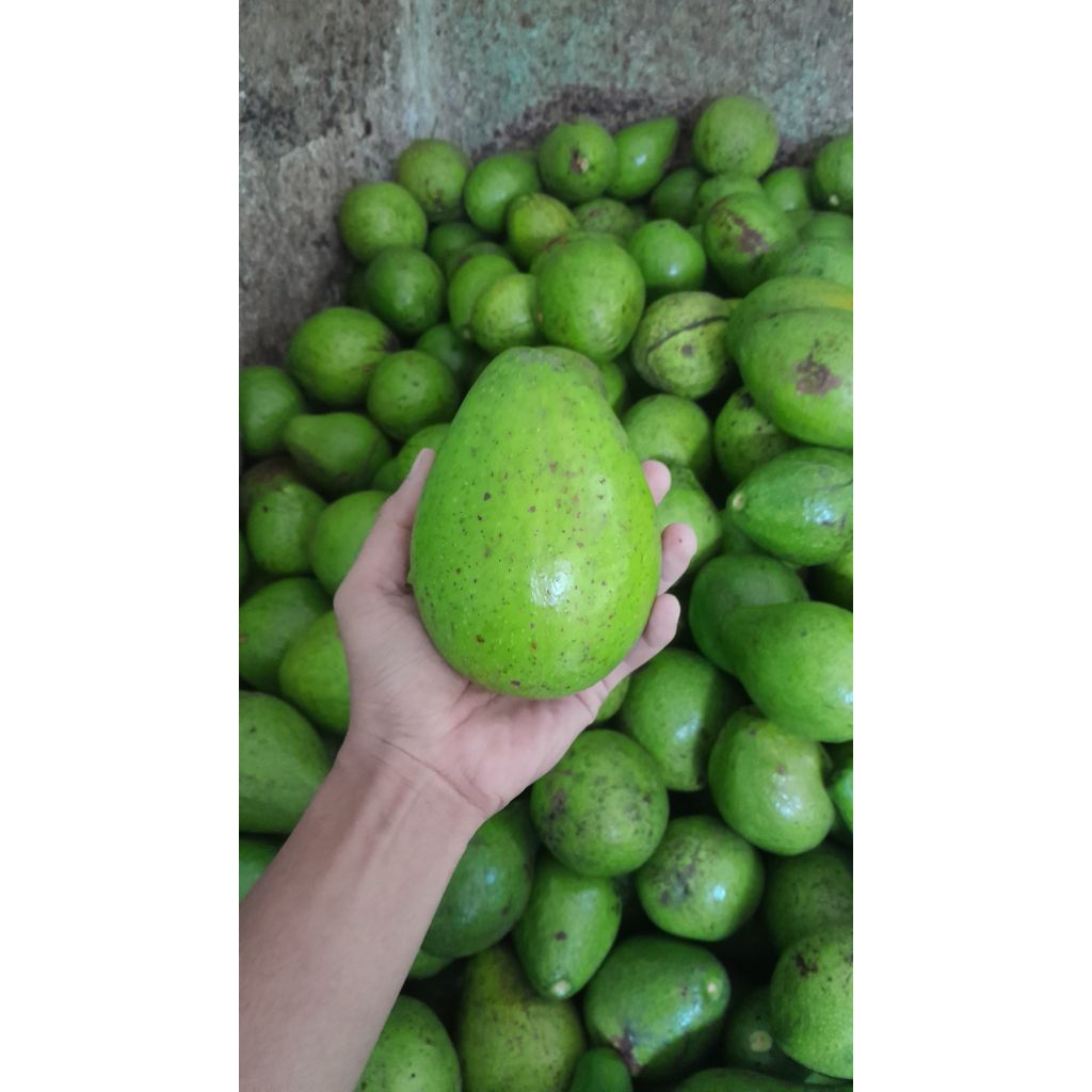 

Alpukat mentega lokal/1kg isi 3-4 dominan 4/kirim mentahan