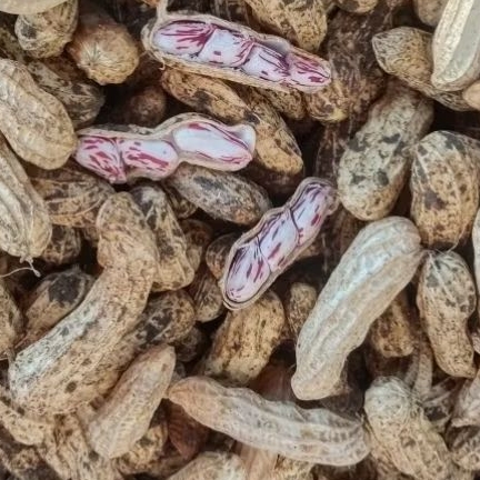 

KACANG TANAH MADU LURIK / BATIK MADU MANIS SUPER