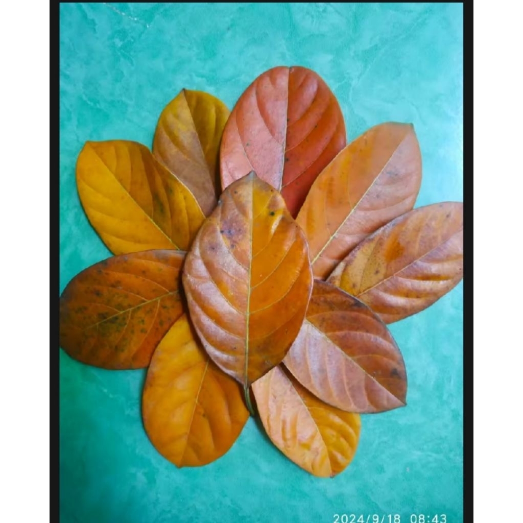 

DAUN NANGKA KERING 100 LEMBAR