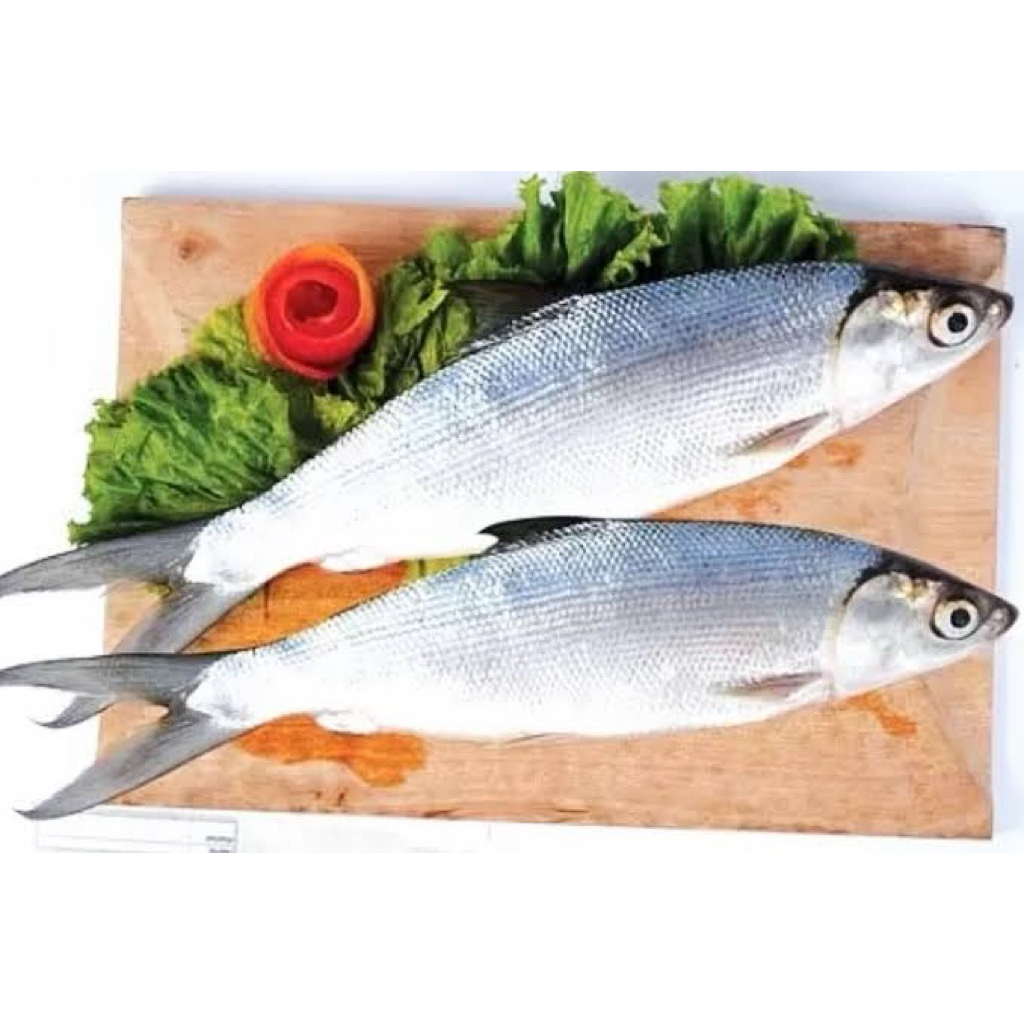 

[ palembang ] IKAN BANDENG FRESH 1 KG- 36 fresh palembang